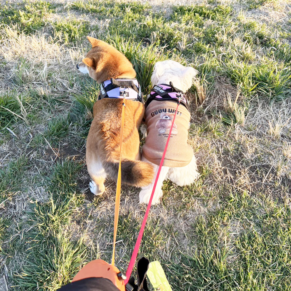 卒業犬ベラちゃんの近況♪